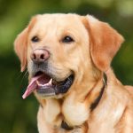 cane1