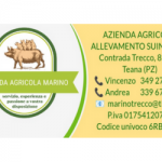 marino